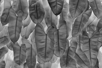 Sleeping Leafs Sleeping Leafs