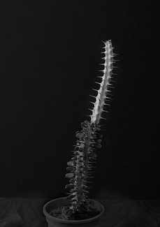 Plant Portrait 3 Plant Portrait 3