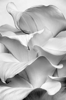 Curves of Cala Curves of Cala