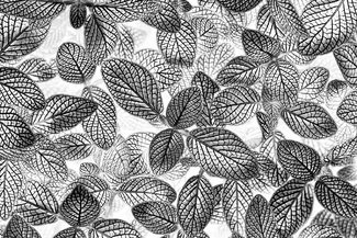 Mosaic Plant Mosaic Plant