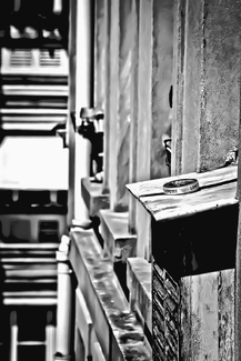 Camembert on a Hot Parisian Tin Roof Camembert on a Hot Parisian Tin Roof