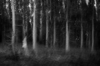 Wraith In the Woods Wraith In the Woods