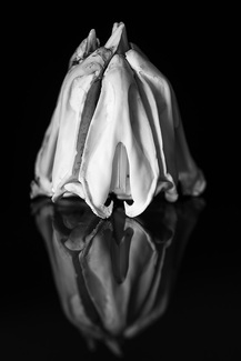 Nature Morte de la Mer Nature Morte de la Mer