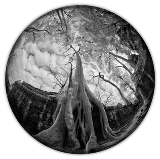 Strangler Fig, Preah Khan, Cambodia 2015 Strangler Fig, Preah Khan, Cambodia 2015