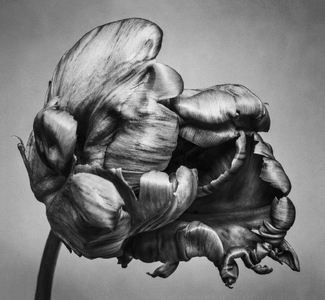 Parrot Tulip Parrot Tulip