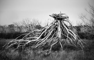 Walking Tree Walking Tree
