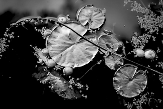 Lily Pond Lily Pond