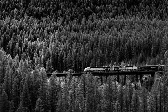 Train on Treetops
