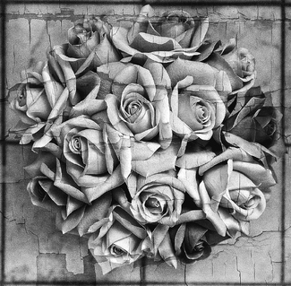 Gray Roses Gray Roses