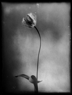 My Heart of Glass (2) My Heart of Glass (2)