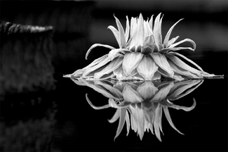 Water Lily Water Lily