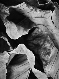 Mounts Botanical Gardens 2363 Mounts Botanical Gardens 2363