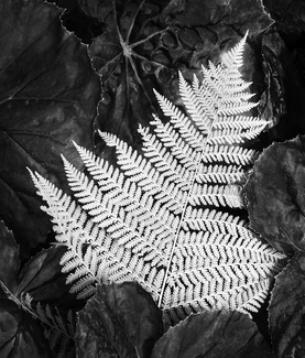 Mounts Botanical Gardens 2365 Mounts Botanical Gardens 2365