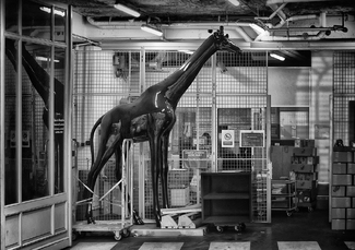 Honey, My Giraffe Has Arrived Honey, My Giraffe Has Arrived