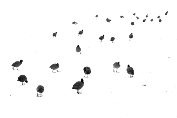 March of the coots