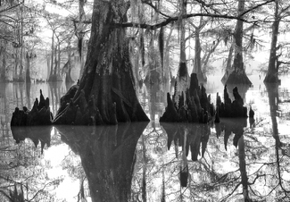 On the Bayou On the Bayou