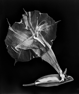 Angel's Trumpet, Kneeling Angel's Trumpet, Kneeling