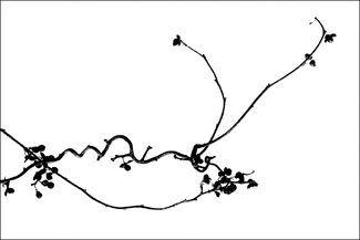 Happy Branch Happy Branch