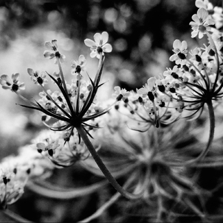 Queen Anne Queen Anne