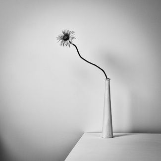 Lonely Flower Lonely Flower