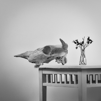 Vanitas (1) Vanitas (1)