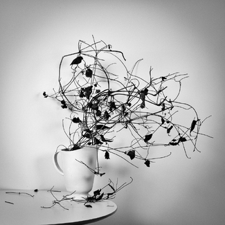 Withered Flowers Withered Flowers