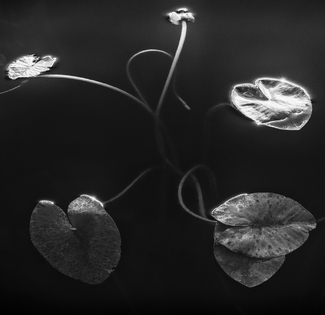 Water Lilies Water Lilies