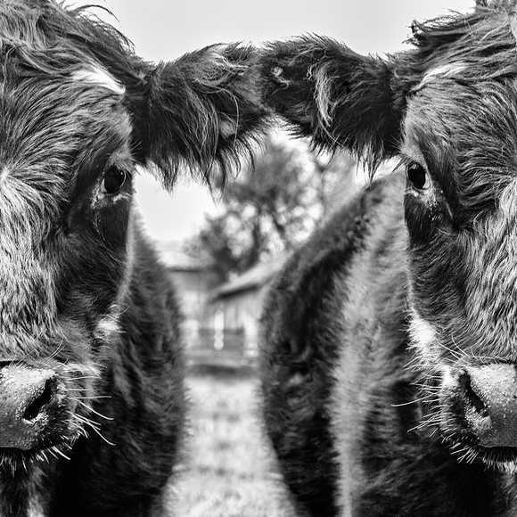 Two Faces Of A Cow