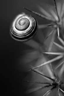 Snail in a cactus Snail in a cactus