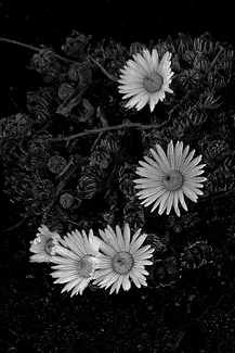 Desert Daisies Desert Daisies