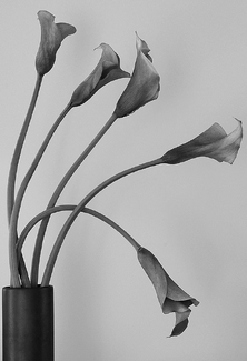 Graceful Lillies Graceful Lillies