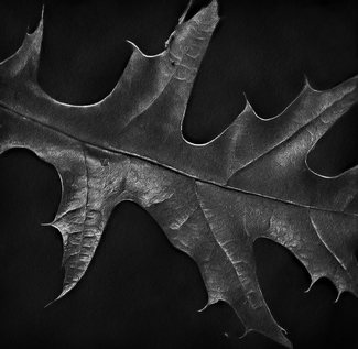 Crop to Solo Crop to Solo