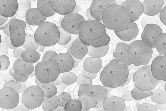 Flying Leaf Flying Leaf