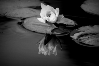 Reflection Reflection