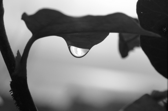 Raindrop