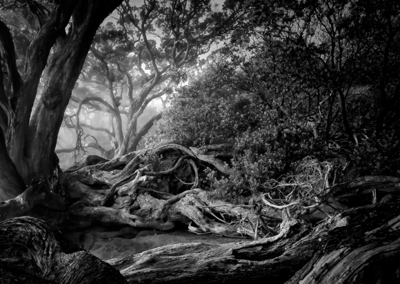 Fallen Trees