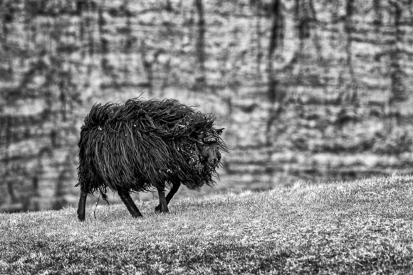 Faroe Sheep