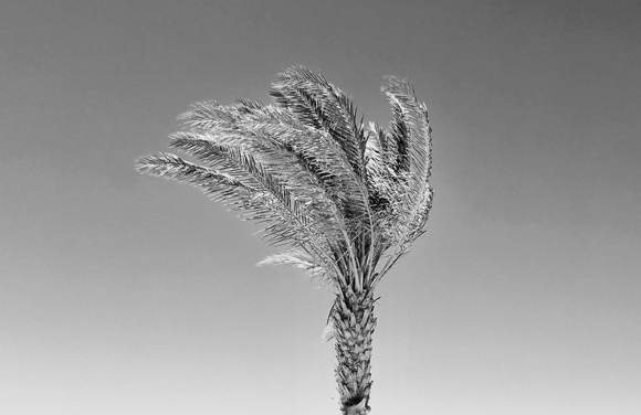 palmwind two