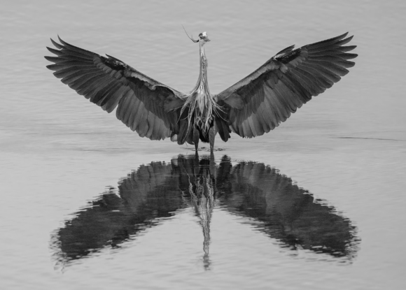 Great Blue Heron