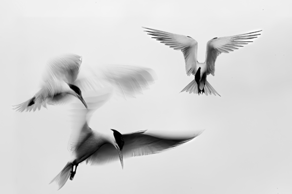 Hovering Terns