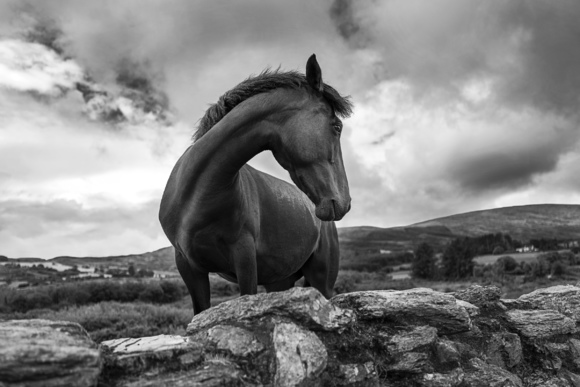 Keeper of the Castle, Ireland 2023