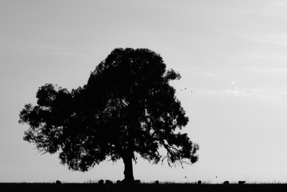 Silhouette Sheep