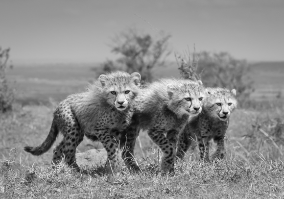 Fierce Cheetah Cubs