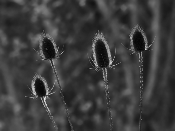 UnCommon Teasels