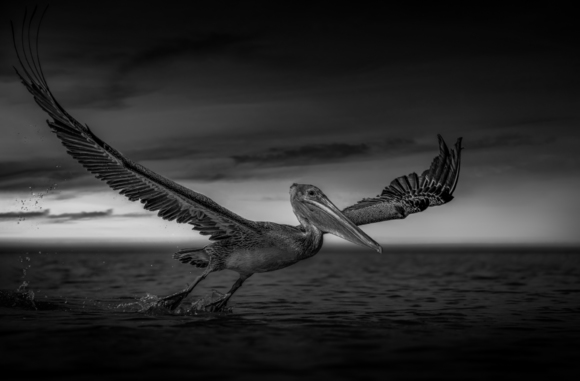 Majestic Flight at Clearwater Beach #2