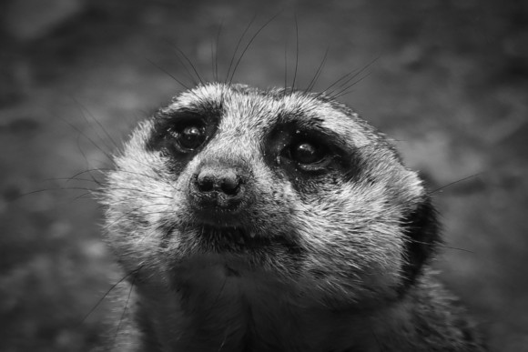 Meerkat