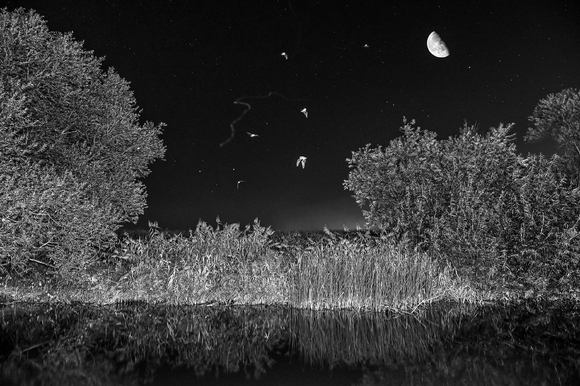 Bats, bugs and the moon Bats, bugs and the moon