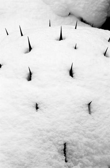 Agave Snow Agave Snow