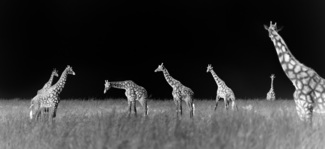 Giraffe Herd