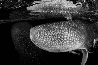 Whaleshark Congregation 